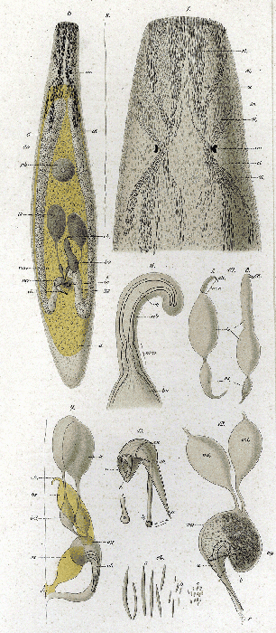 Ceratopera gracilis