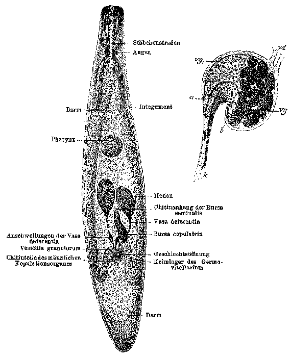 Ceratopera gracilis