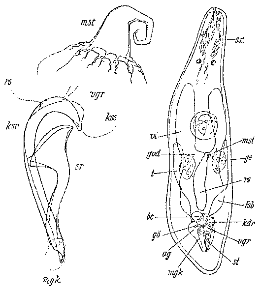 Ceratopera axi