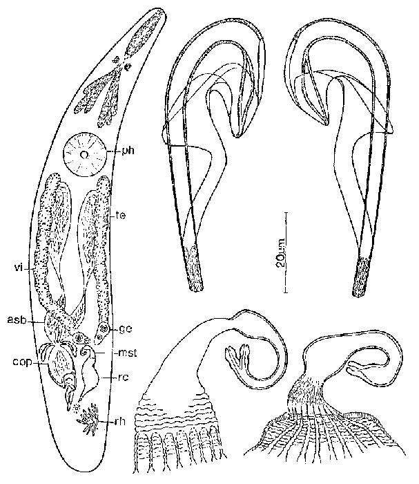 Ceratopera bifida