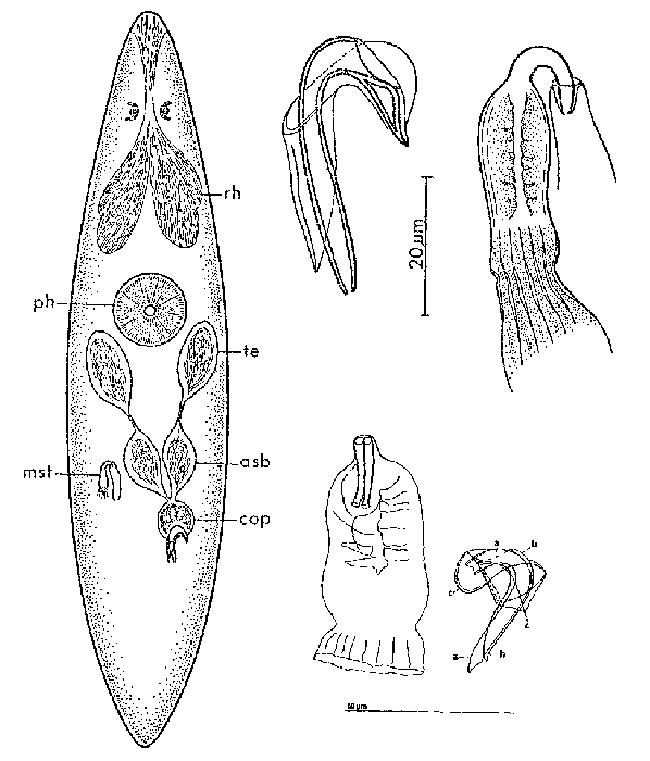 Ceratopera paragracilis