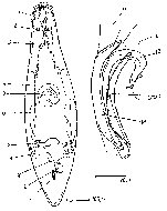 Ceratopera reisingeri