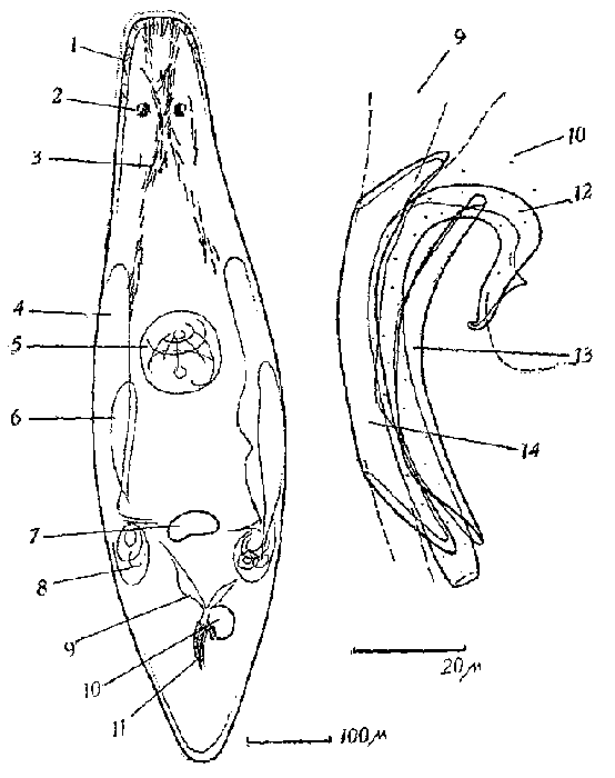 Ceratopera reisingeri