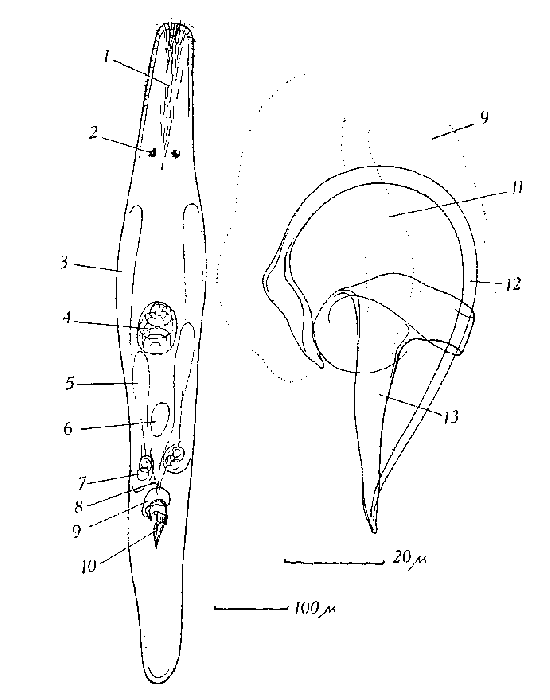 Ceratopera steinboecki