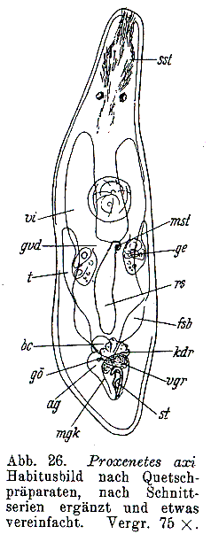 Proxenetes axi