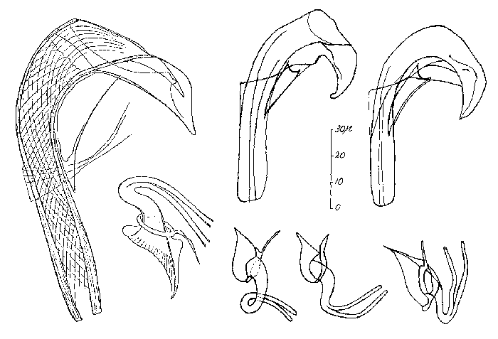 Proxenetes britannicus