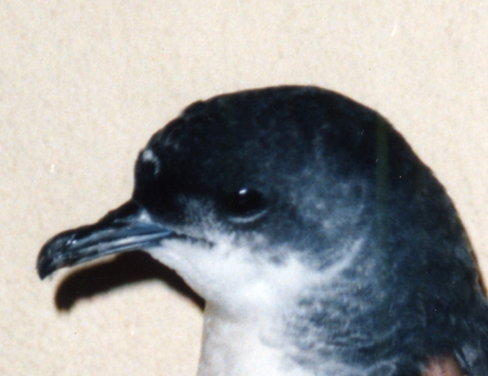 Thin-billed prion Thin-billed prion
