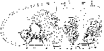 Proxenetes cochlear