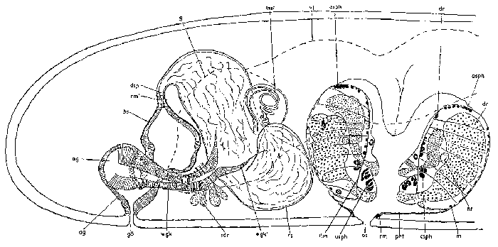 Proxenetes cochlear