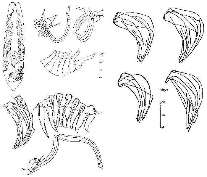 Proxenetes deltoides