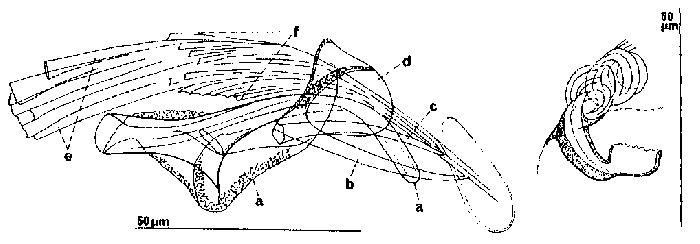 Proxenetes denhartogi