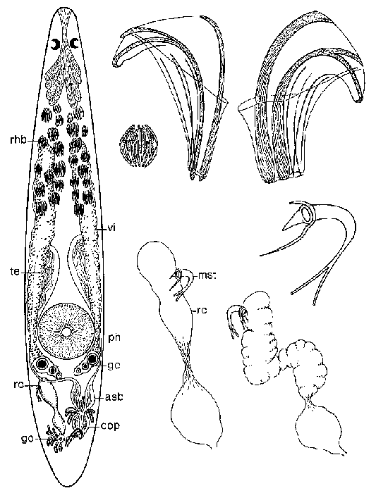 Proxenetes fasciger