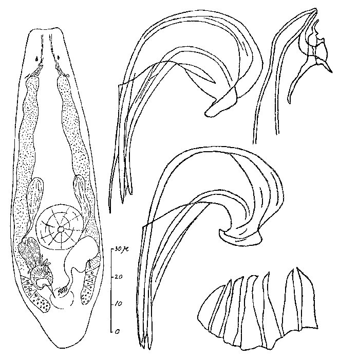 Proxenetes flabellifer