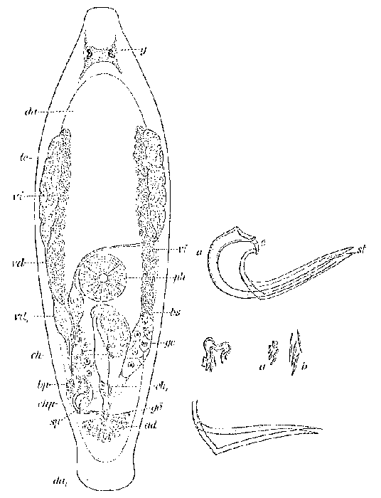 Proxenetes flabellifer