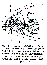 Proxenetes flabellifer