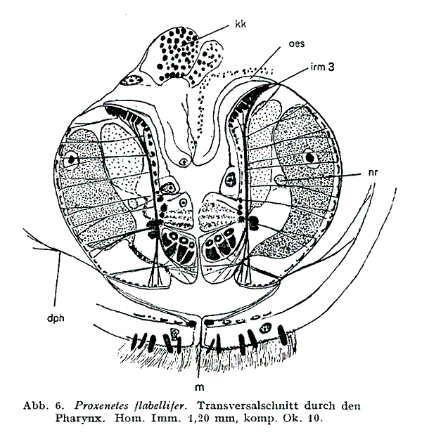 Proxenetes flabellifer