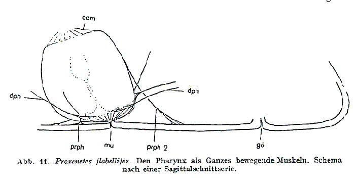 Proxenetes flabellifer