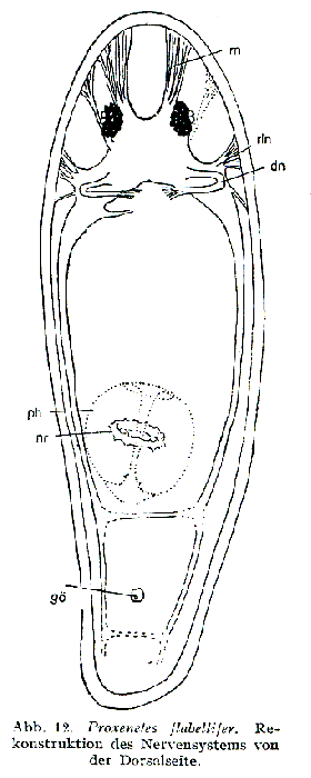 Proxenetes flabellifer