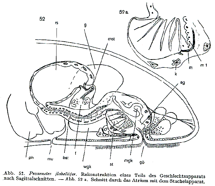 Proxenetes flabellifer