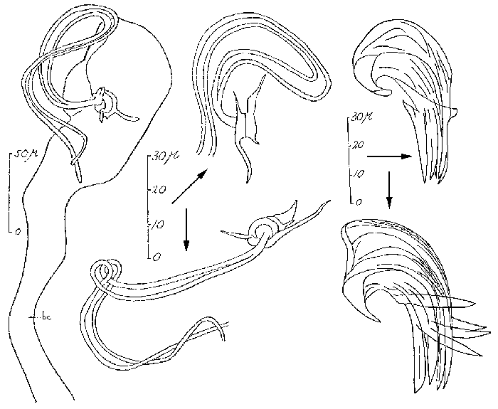 Proxenetes intermedius