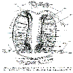 Proxenetes karlingi