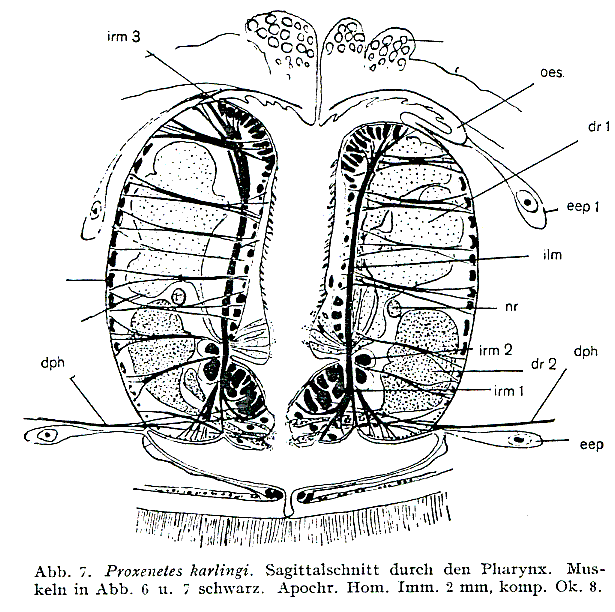 Proxenetes karlingi