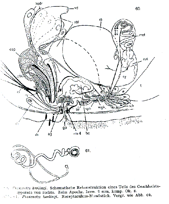 Proxenetes karlingi