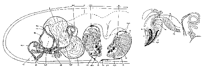 Proxenetes lutheri