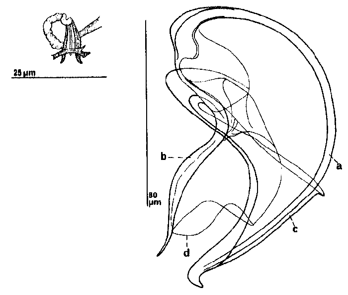 Proxenetes mackfirae