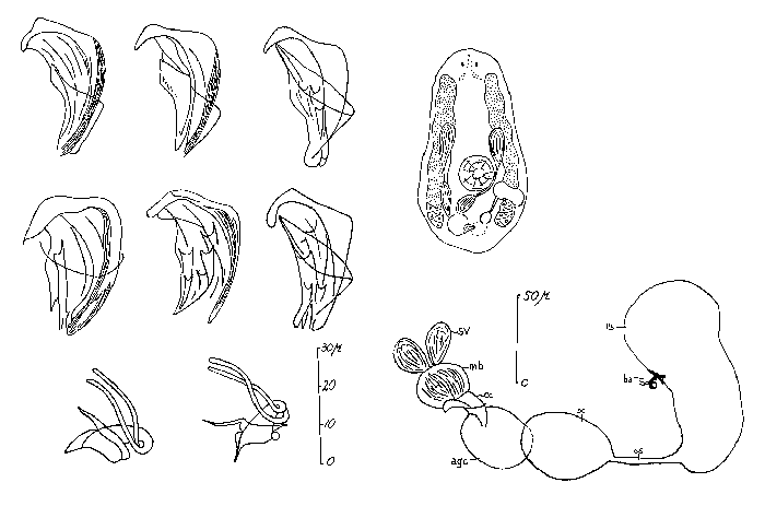 Proxenetes minimus