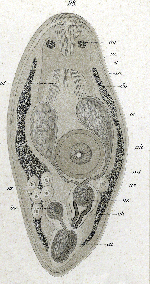 Proxenetes rosaceus