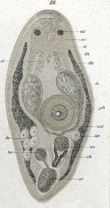 Proxenetes rosaceus