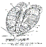 Proxenetes westbladi