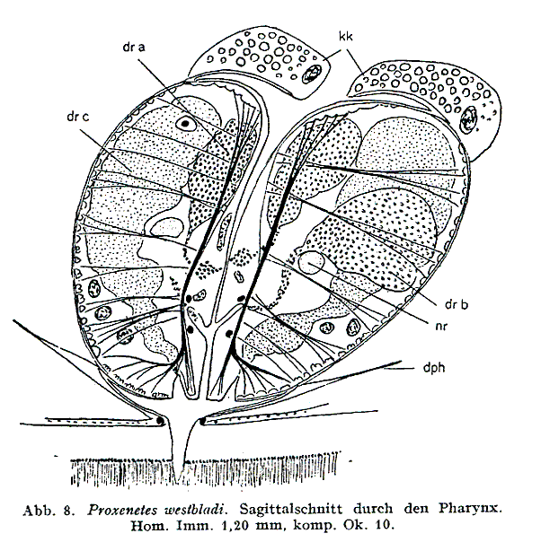 Proxenetes westbladi