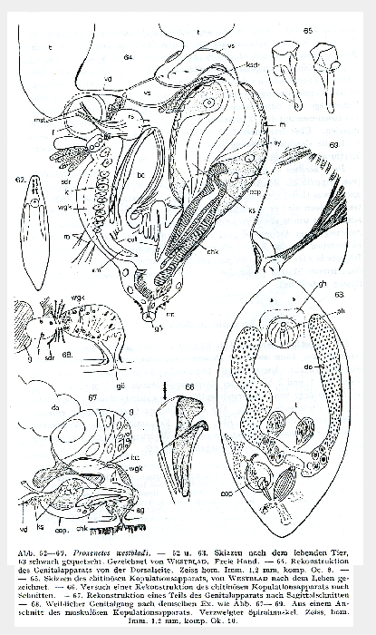 Proxenetes westbladi