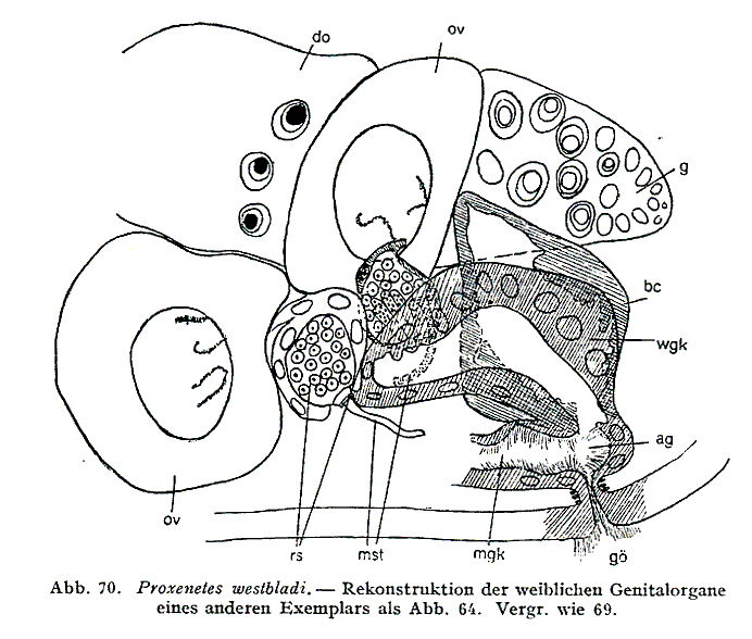 Proxenetes westbladi