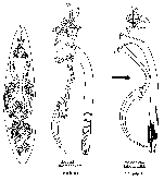 Messoplana falcata