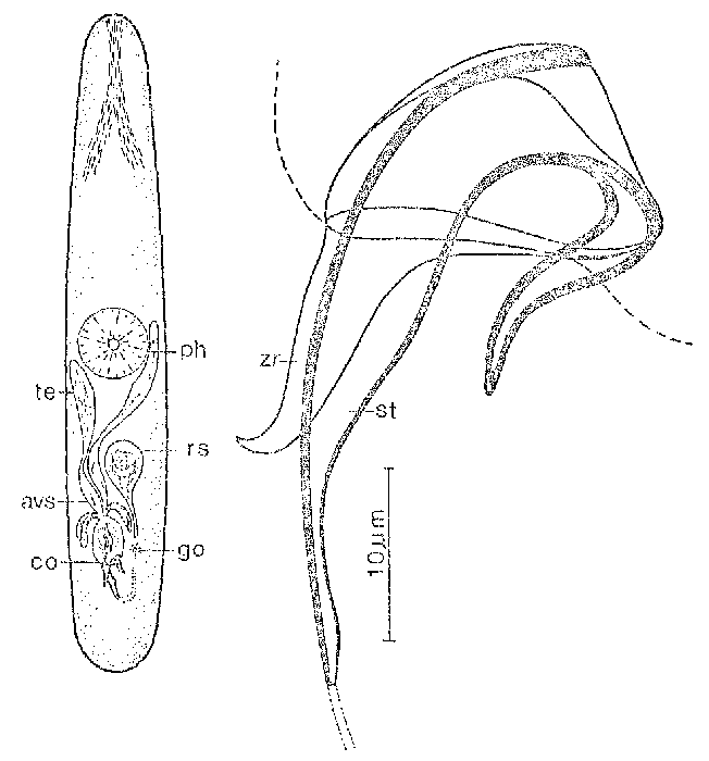 Messoplana canariensis