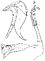 Messoplana floralis