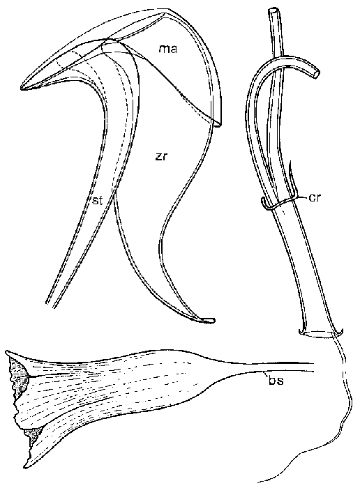 Messoplana floralis