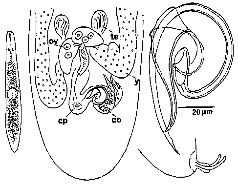 Messoplana pacifica