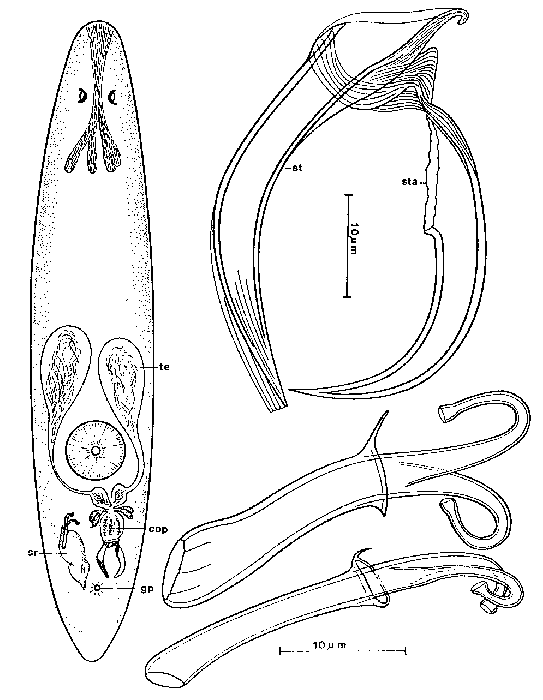 Messoplana roscoffensis