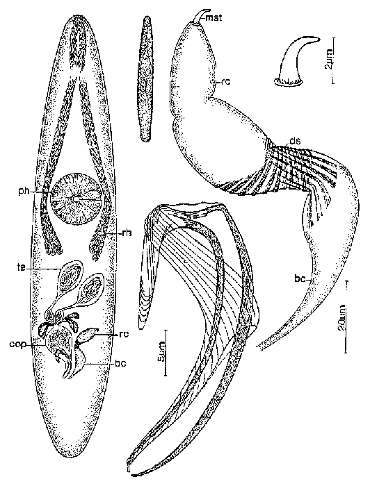 Cryptostiopera cornuta