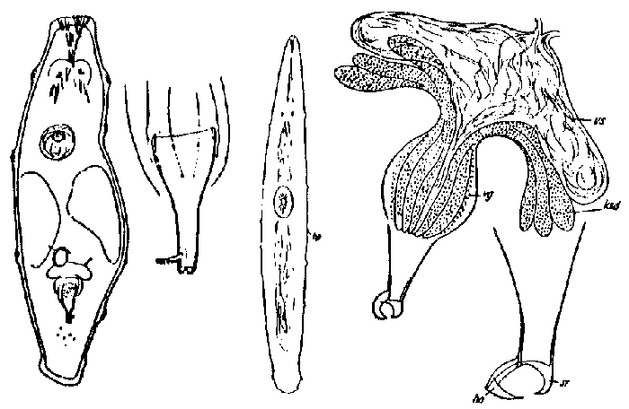 Paramesostoma neapolitanum