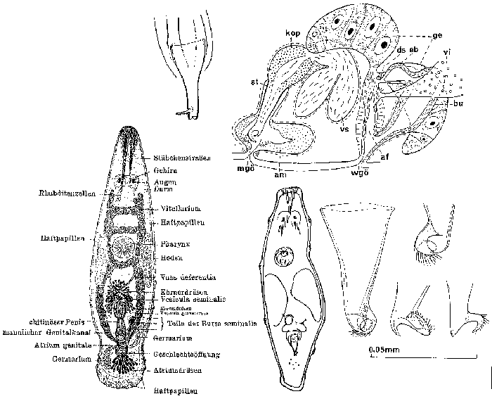 Paramesostoma neapolitanum