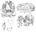 Paramesostoma helgolandicum