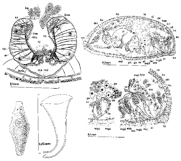 Paramesostoma helgolandicum