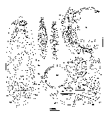 Microvahine corallicola