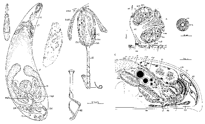 Lonchoplanella axi