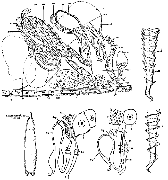 Astrotorhynchus bifidus